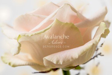 Słynna rodzina róż Avalanche+® zyskała nową członkinię, Adore Avalanche+®